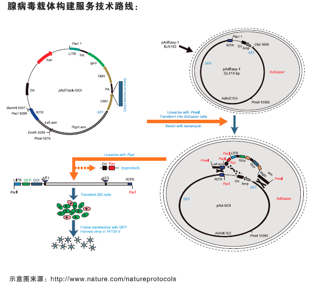 腺病毒载体构建技术服务应用